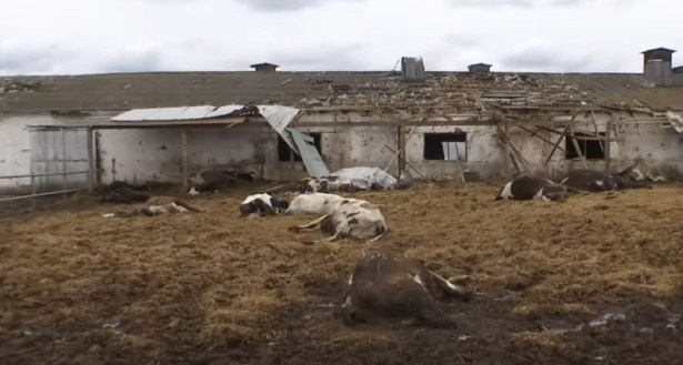 На околицях Чернігова російські окупанти влаштували сафарі на людей та тварин