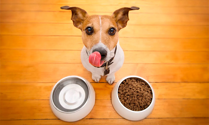 Почему сухой корм необходим собакам