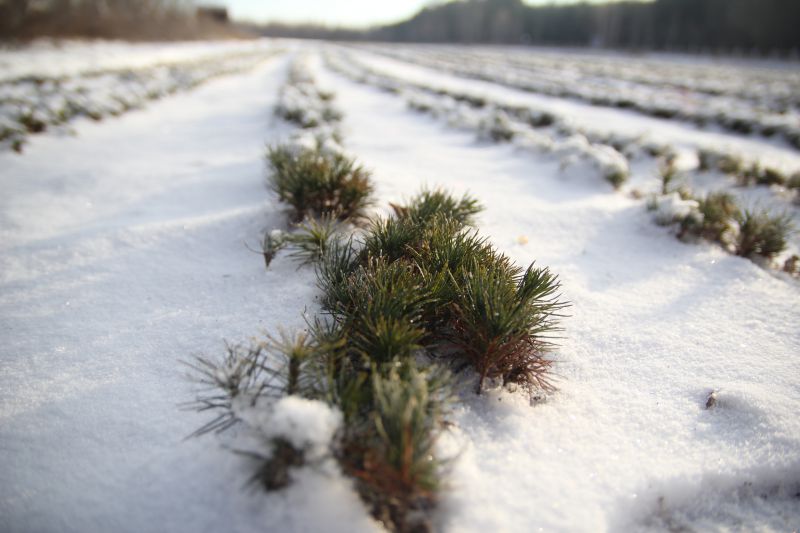 Директор Семенівського лісгоспу розповів про особливості вирощування різдвяних сосен та ялинок